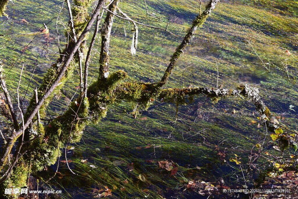 山间枯树枝上的翠绿苔藓