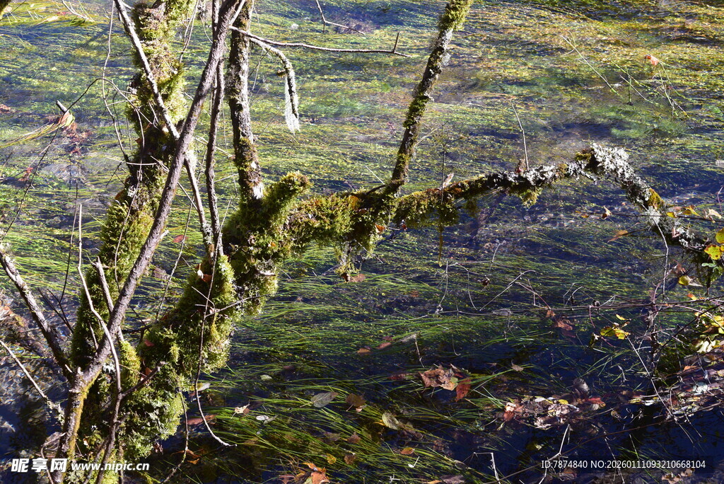 青苔覆盖的湿润地面