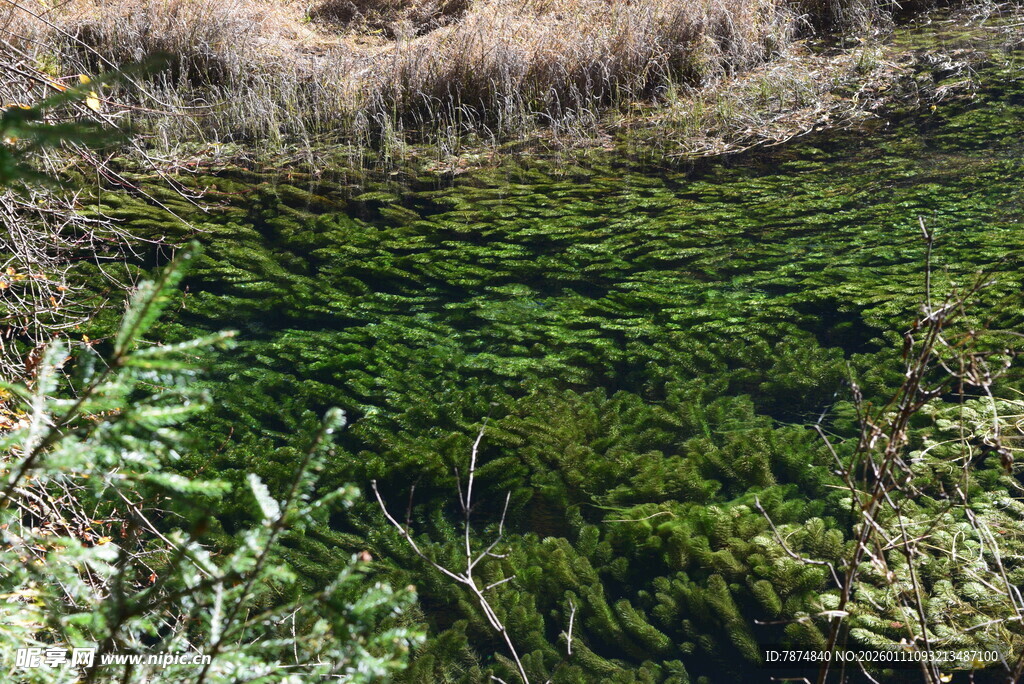 清澈绿水下的繁茂水草
