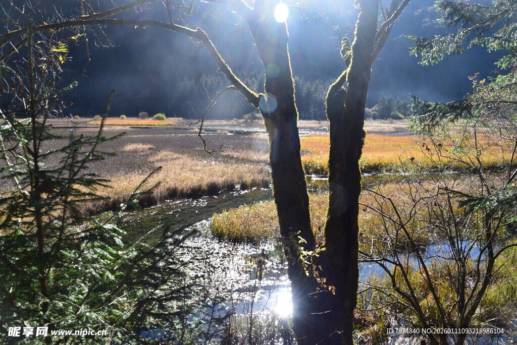 林间溪流映阳光美景
