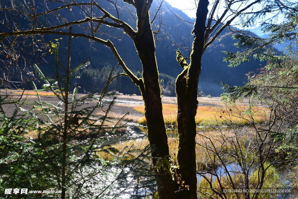 山林间的静谧溪流景色