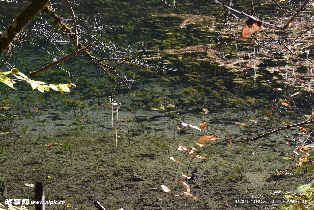 森林中的清澈水域景观