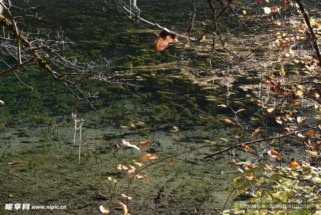 秋日林间斑驳光影景象
