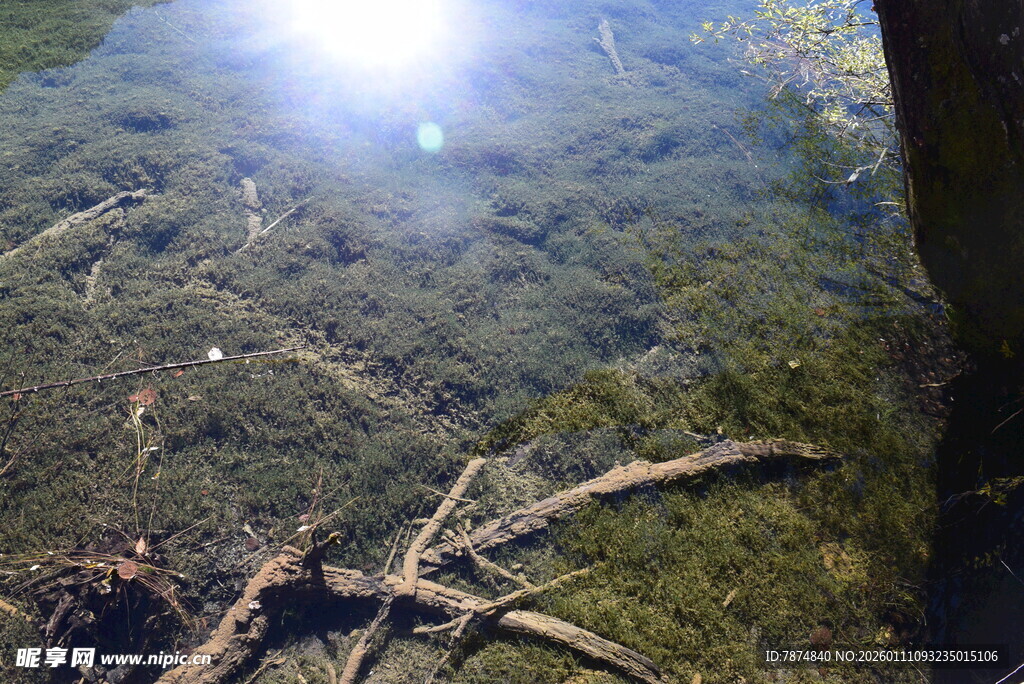 清澈水底的枯木景象