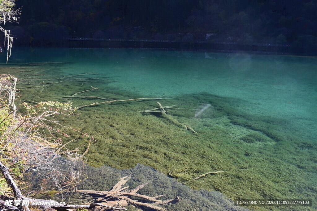 清澈见底的幽美水底世界