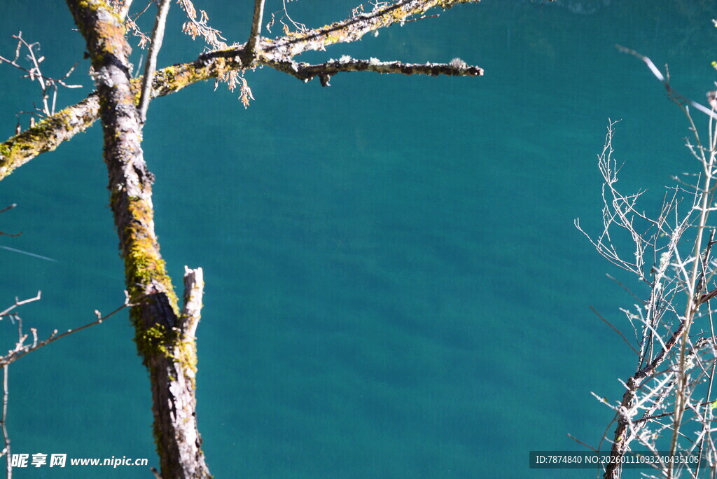 湖畔枯树枝与幽蓝湖水