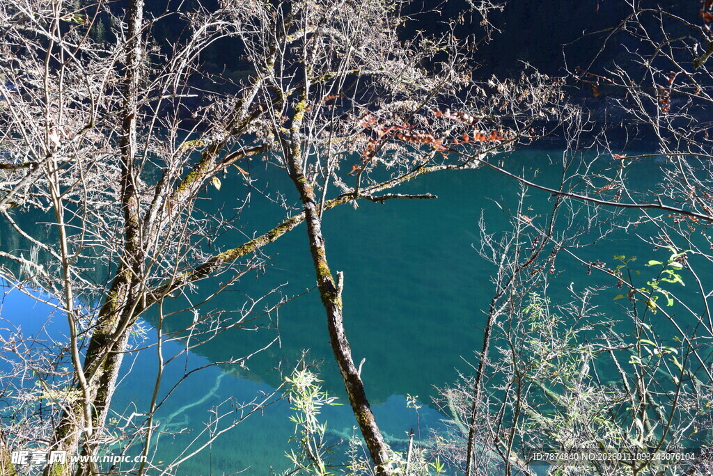 透过树枝看碧绿湖水