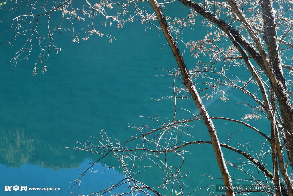 冬日湖畔覆霜树枝景象