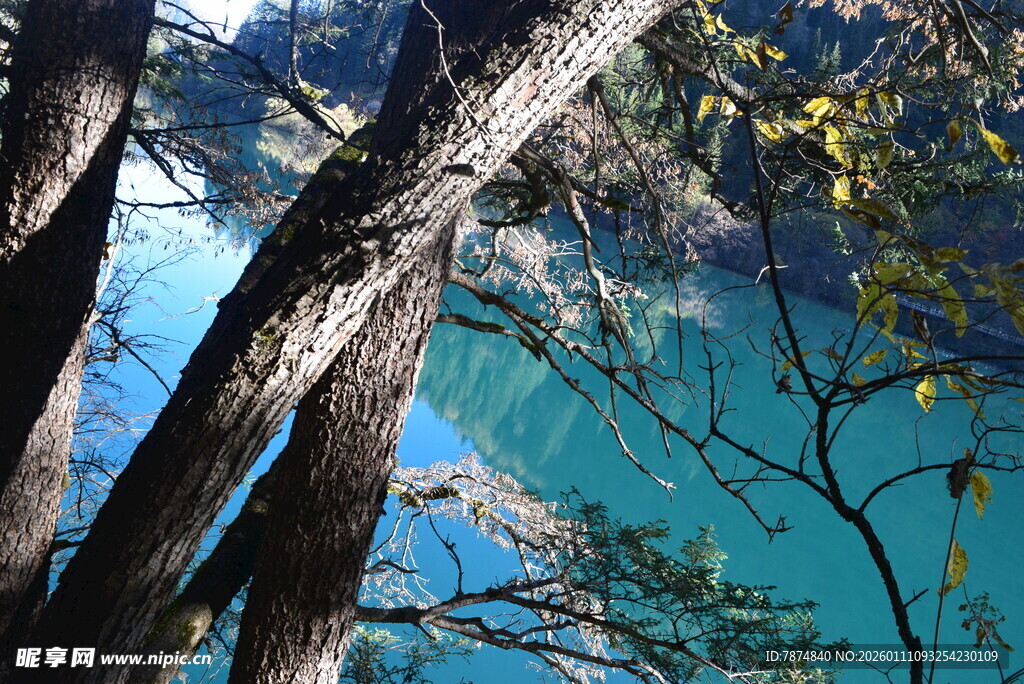 透过树枝看幽蓝湖水