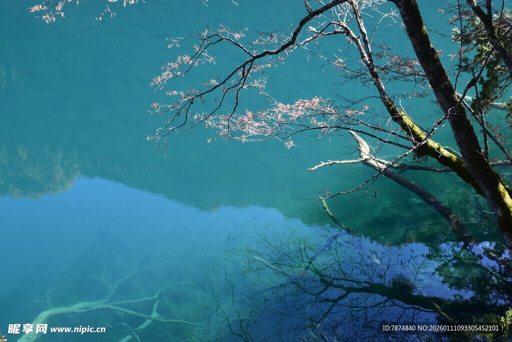 清澈湖水与繁盛花枝