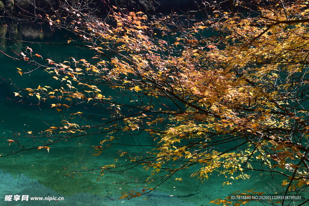 秋日溪边斑斓枝叶美景