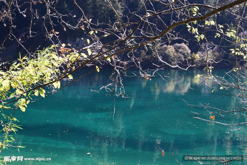 梦幻蓝湖旁的翠绿枝叶