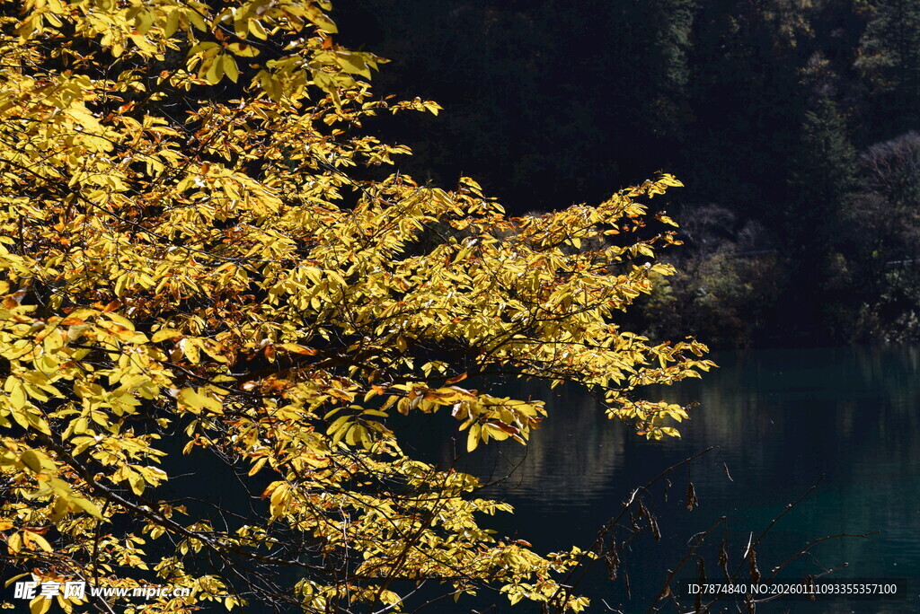 秋日金黄树叶与幽蓝背景