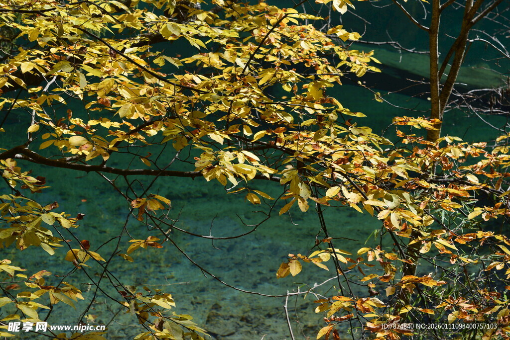 秋日枝头黄叶美景