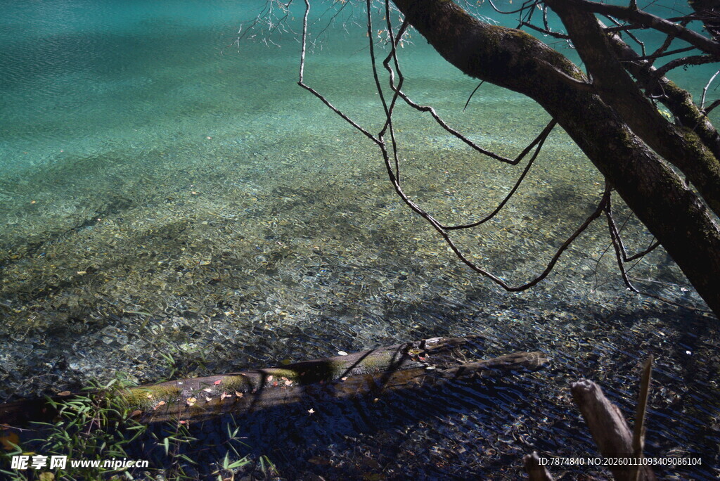 湖畔枯树 清澈湖水景致