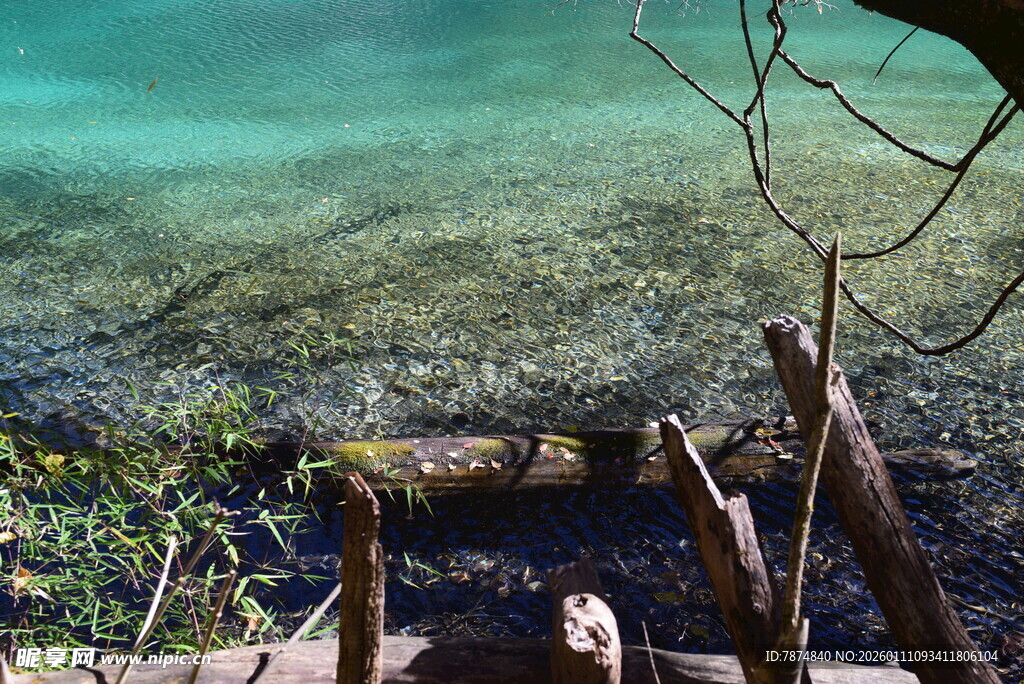 清澈水域中的枯木景象