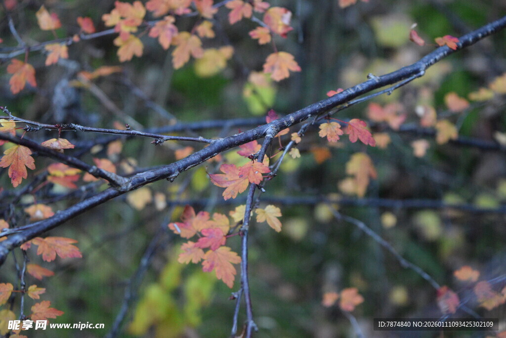 秋日枝头斑斓树叶