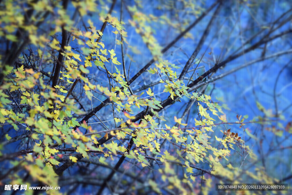 枝头嫩叶映蓝天