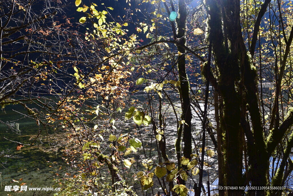 秋日林间光影斑驳景象