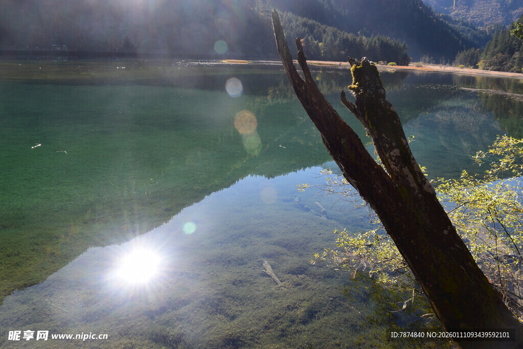 静谧湖景中的枯木倒影