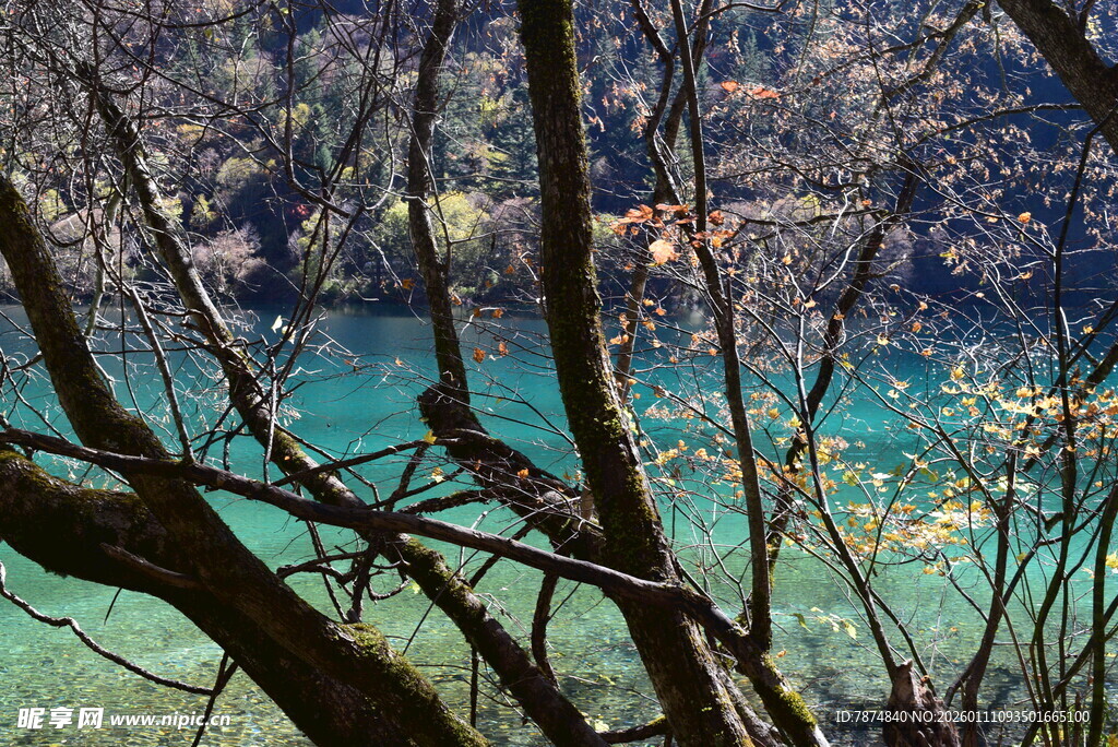 透过树枝看澄澈蓝绿湖水