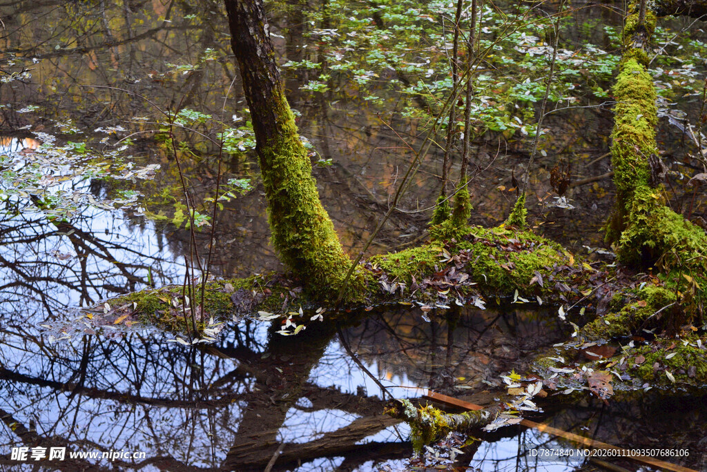 森林湿地中的苔藓覆盖树木