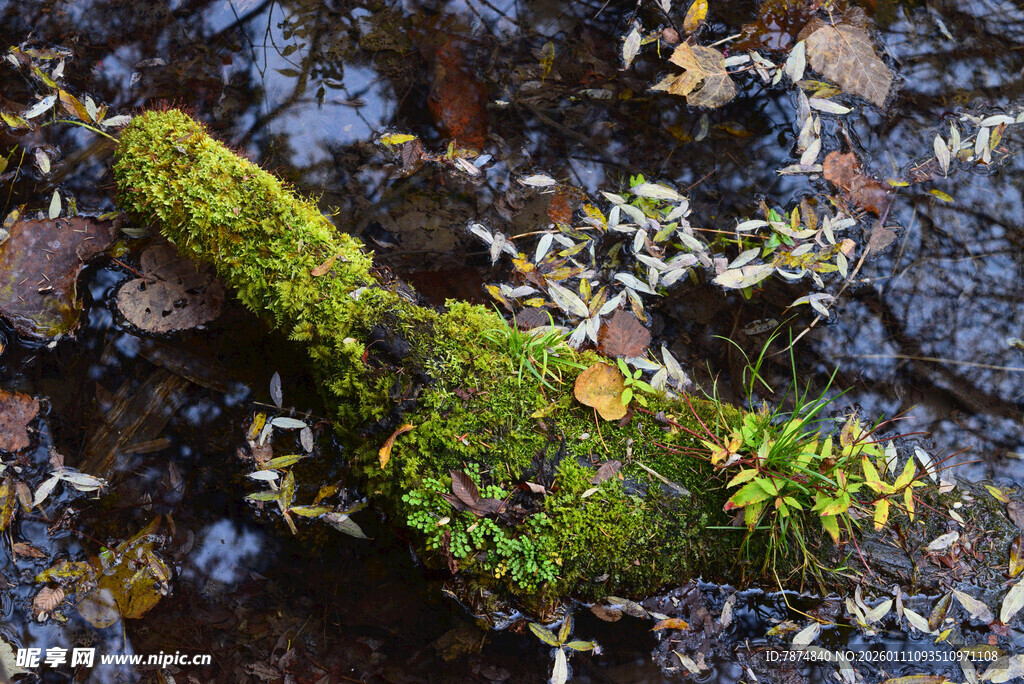 青苔覆盖的溪边枯木