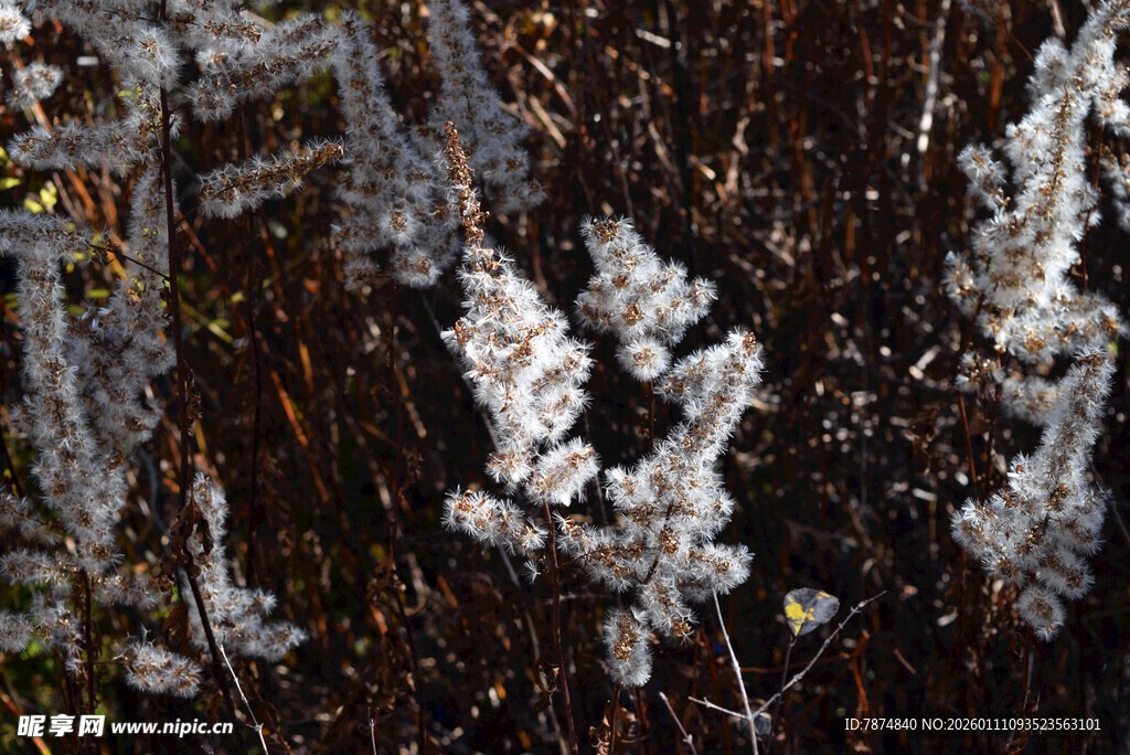 树枝上的精致霜花