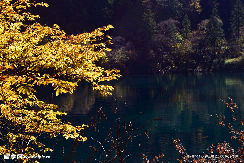 秋日湖畔金黄树叶美景
