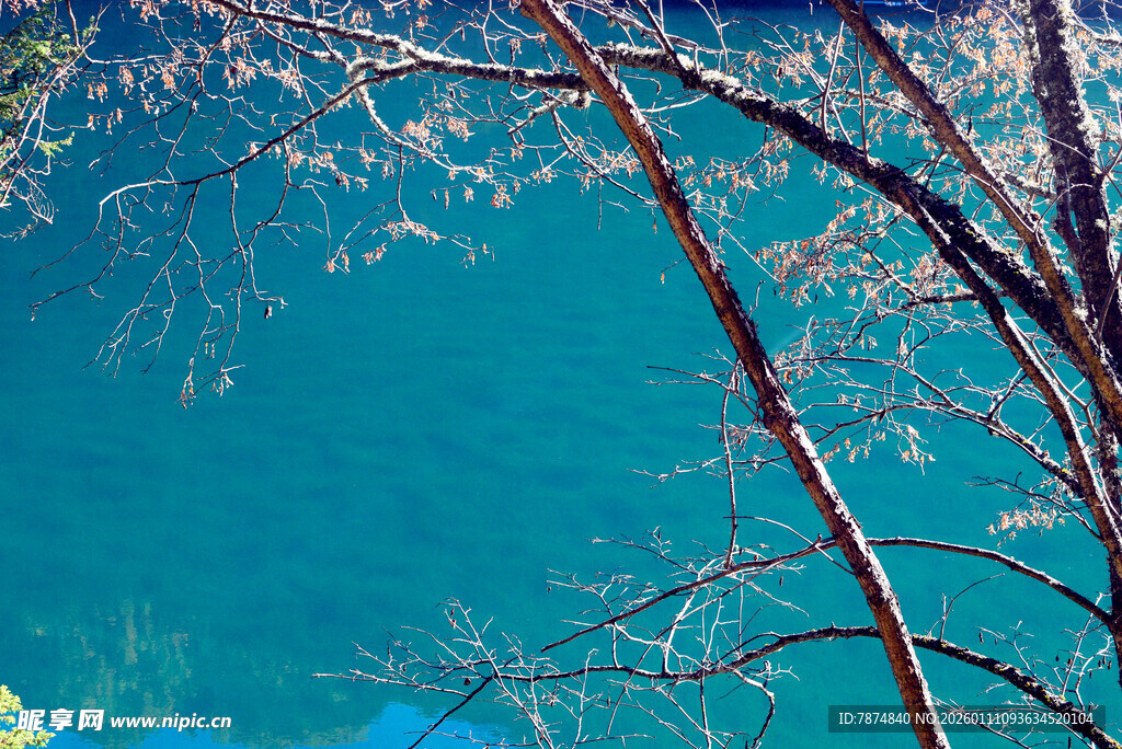 蓝水旁的枯枝景象