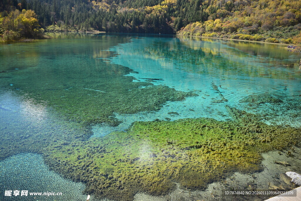 梦幻清澈的湖底水草景观