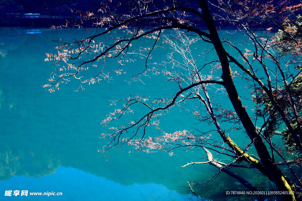 湖畔树枝与幽蓝湖水