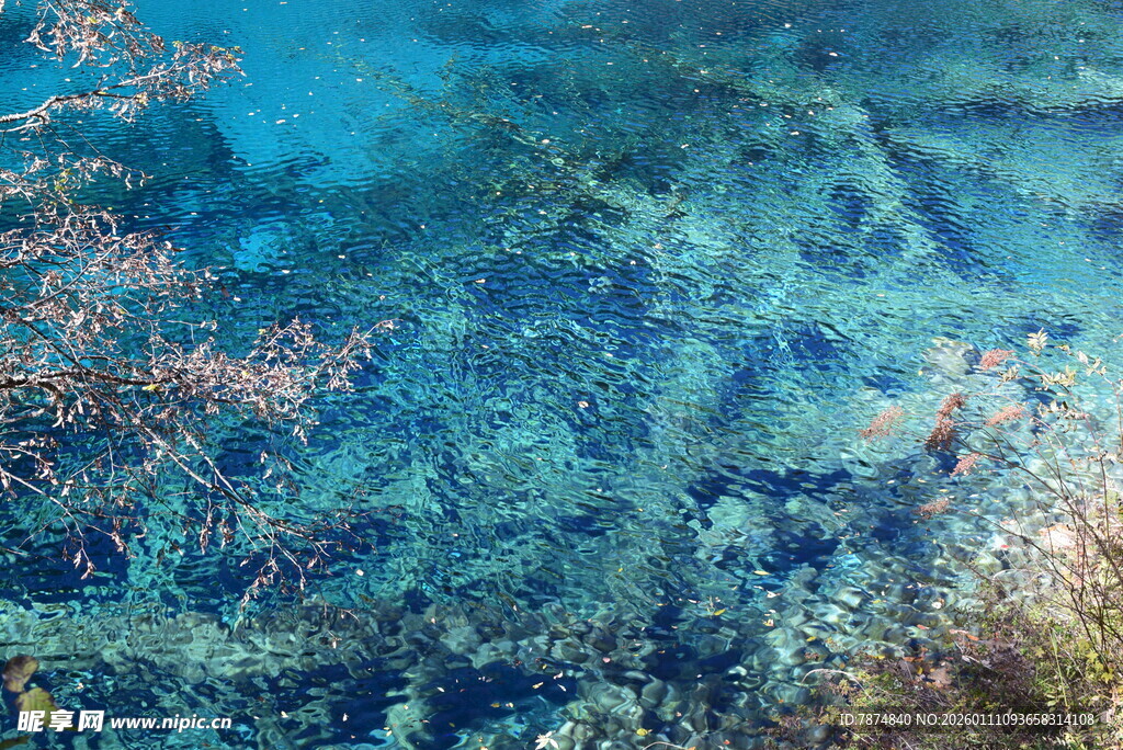 清澈海底的斑斓景致