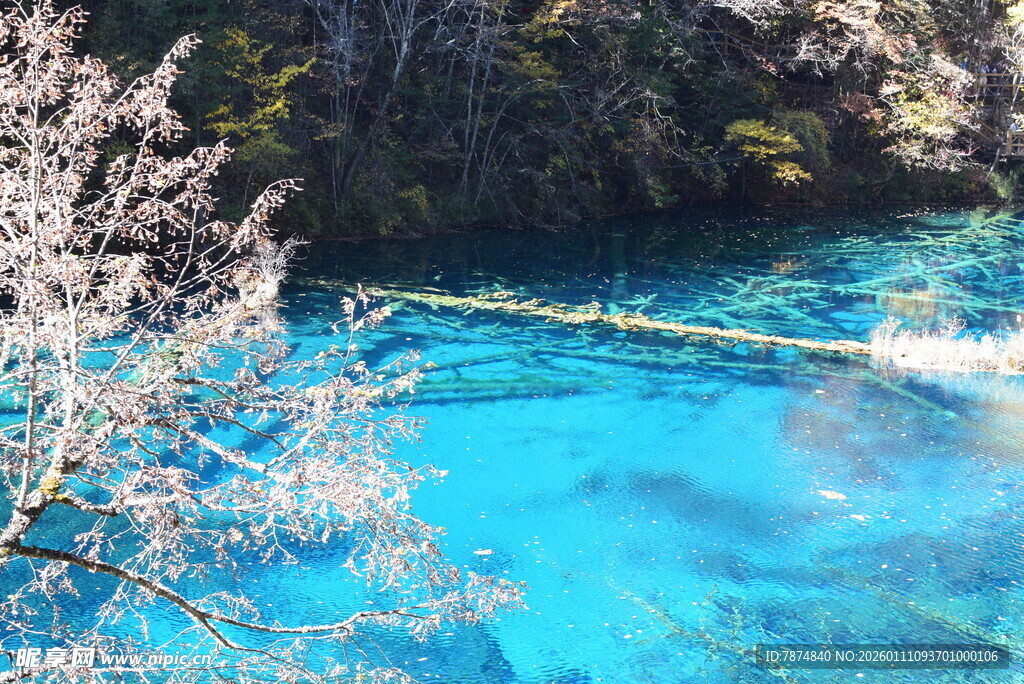 蓝湖春色 樱花相伴