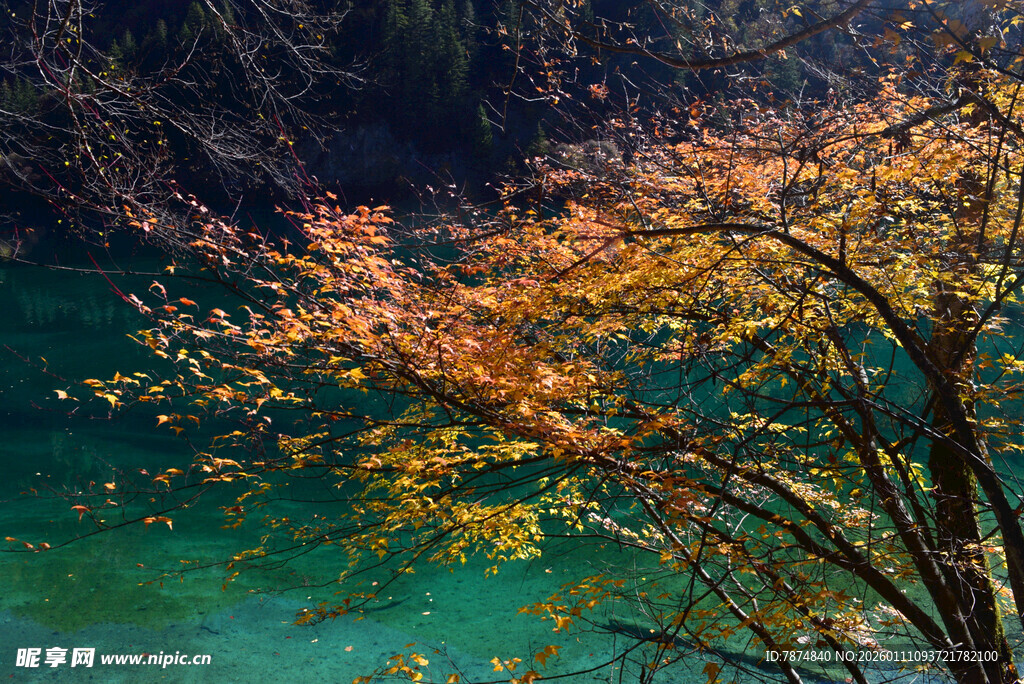 秋日湖畔彩叶树美景