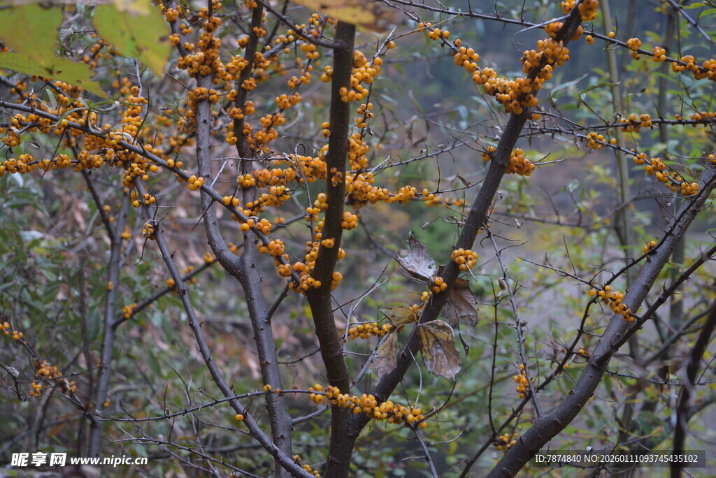 枝头橙黄果实点缀林间