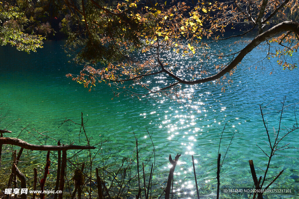 幽美湖景 林间光影映碧波