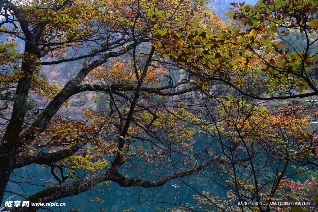 秋日山林斑斓景致
