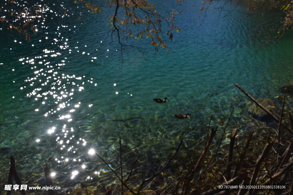 清澈湖底的光影与游鱼