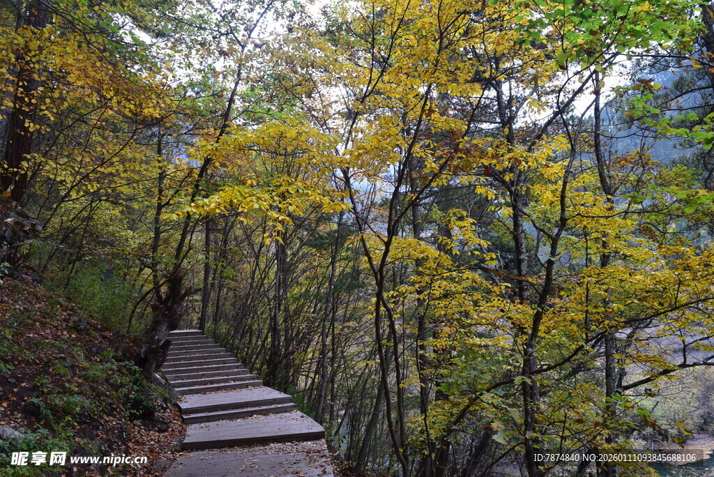 秋日山林中的木质步道