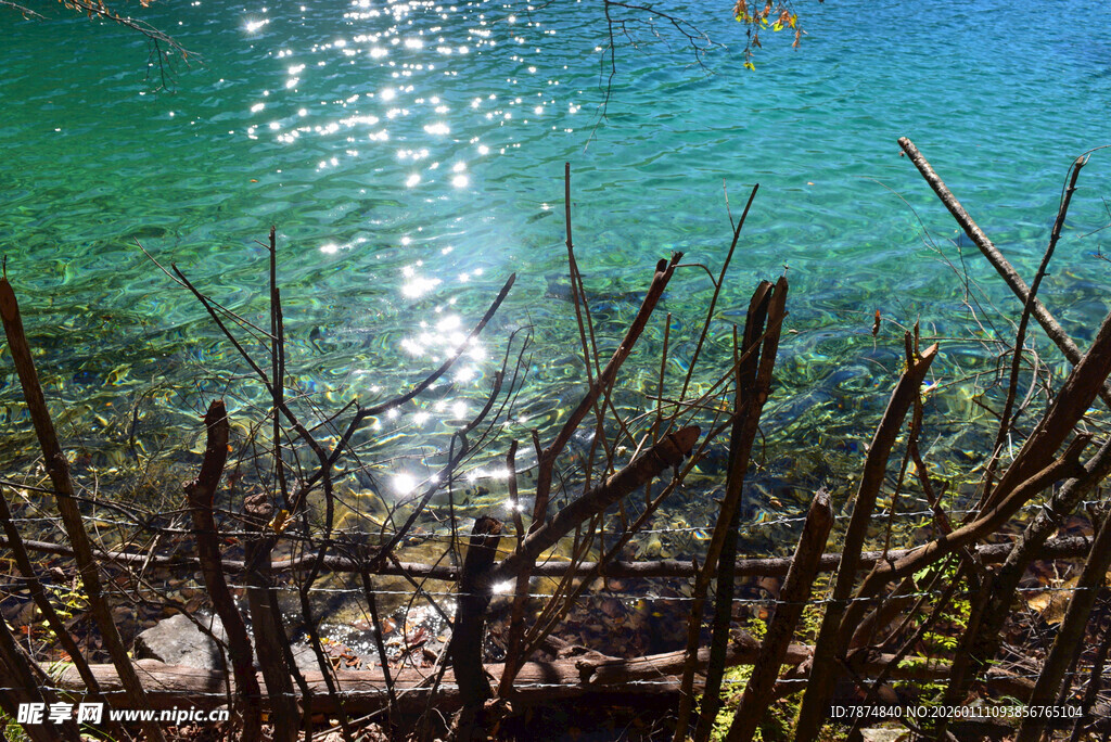 清澈湖水边的枯木景观