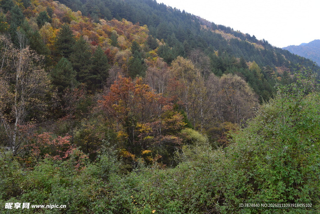 秋日山林斑斓景致