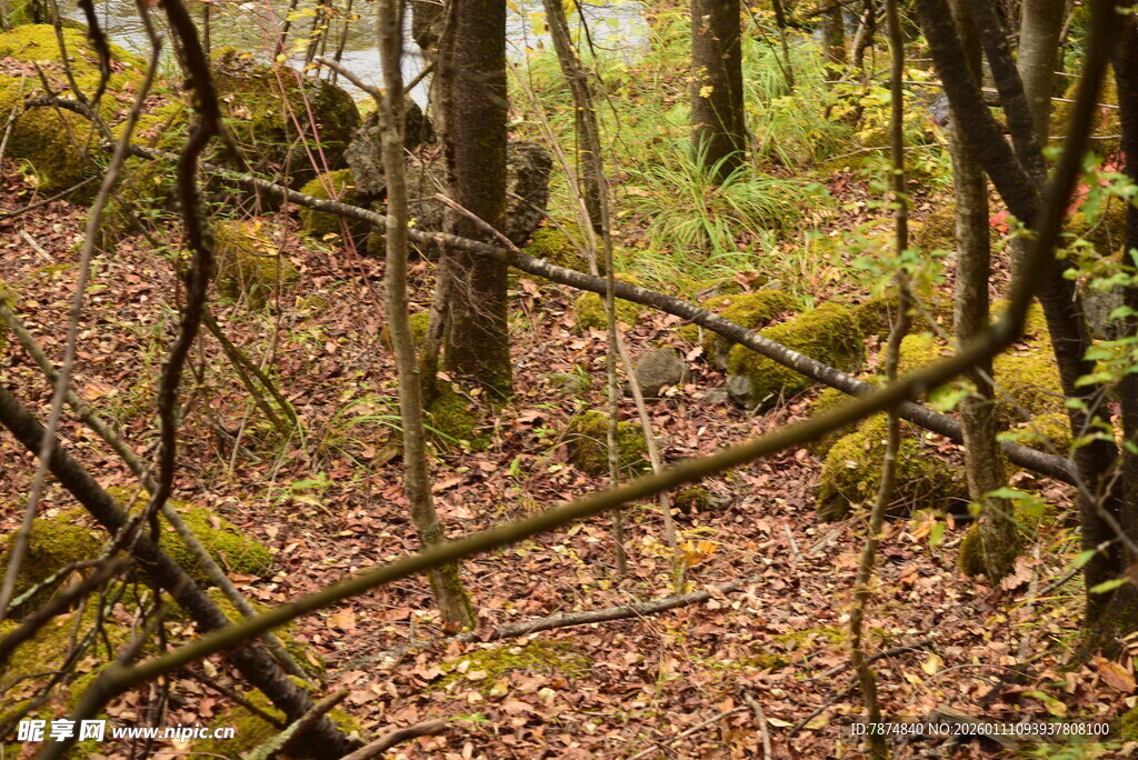 秋日森林中的静谧林间小道