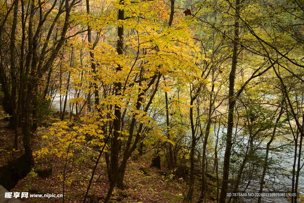 秋日溪边金黄树林美景