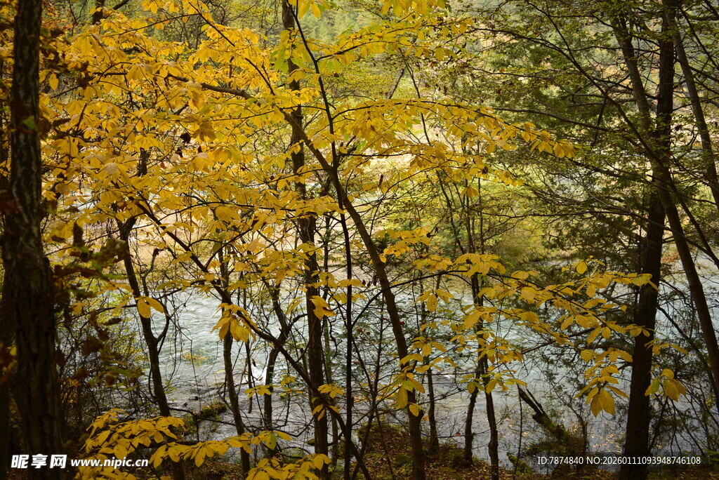 秋日树林中的斑斓景致