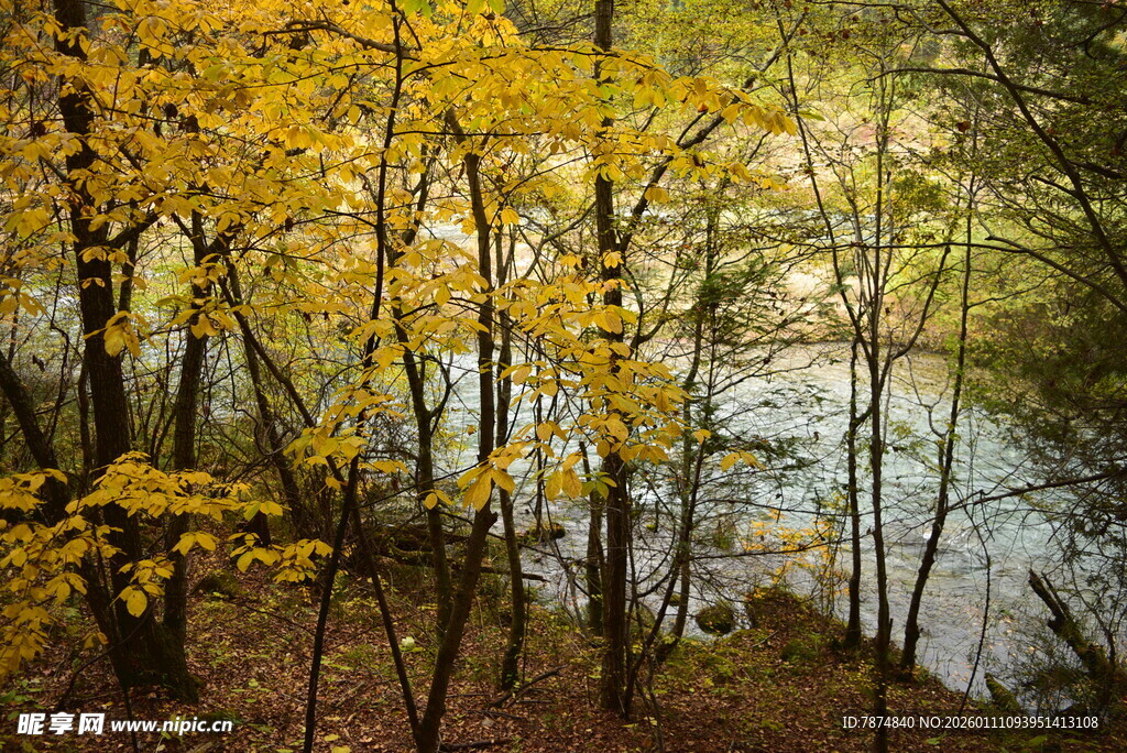 秋日湖畔树林美景
