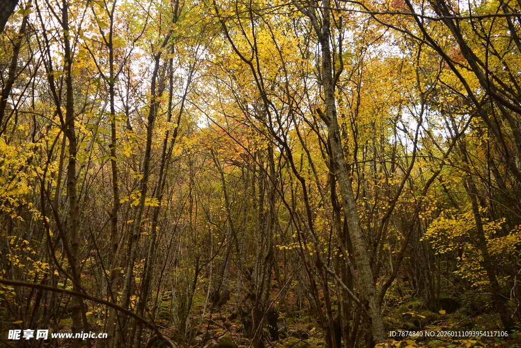 秋日斑斓树林美景