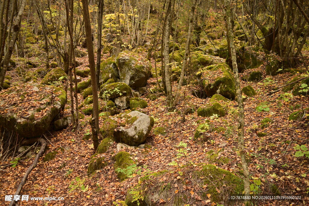 森林中布满苔藓的岩石景观