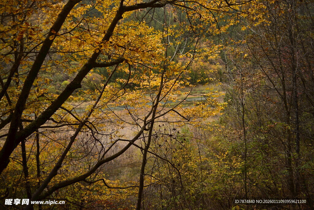 秋日森林斑斓景致