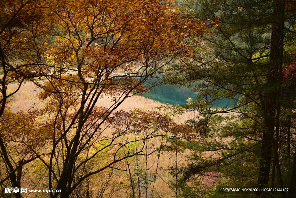 秋日山林间的斑斓景致